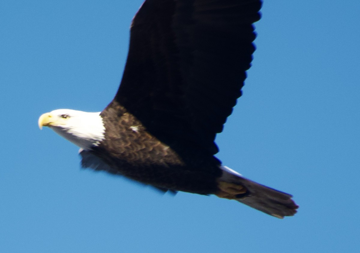 Орлан білоголовий - ML646805373