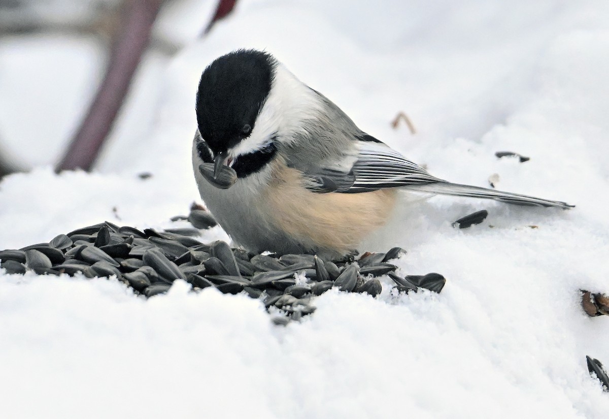 Гаїчка світлокрила - ML646805374