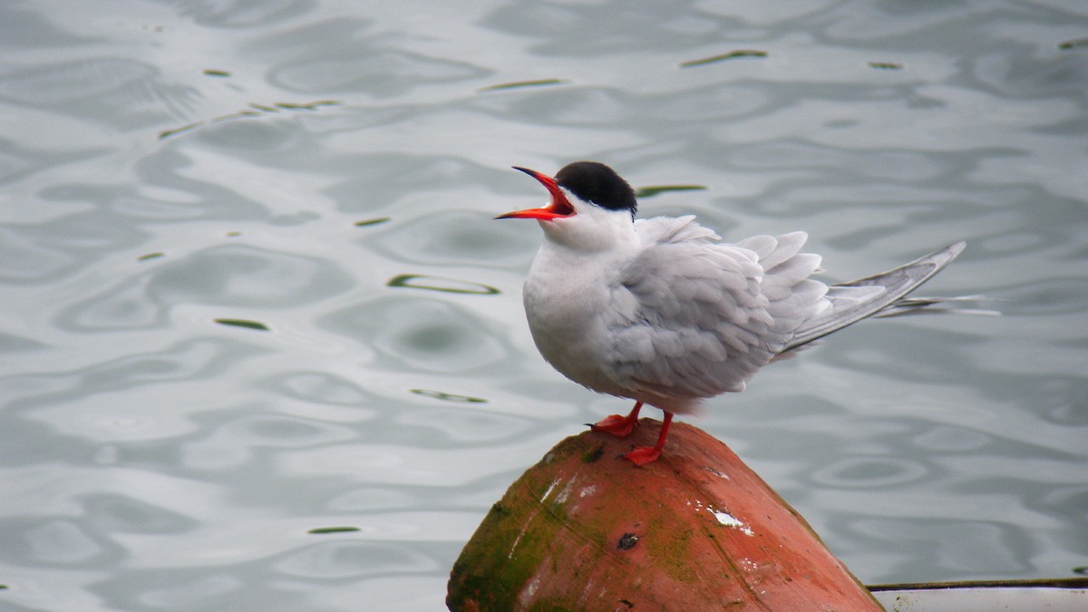 Крячок річковий - ML646805375