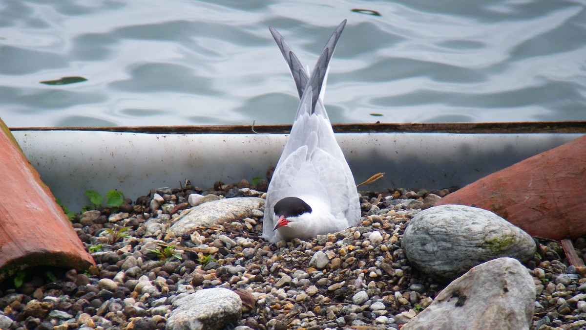 Крячок річковий - ML646805376