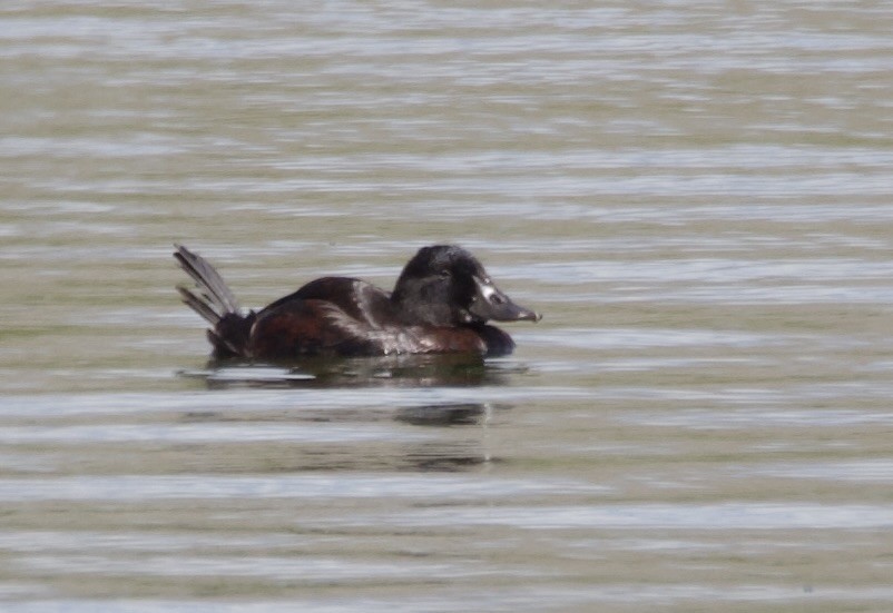 Савка аргентинська - ML646805377
