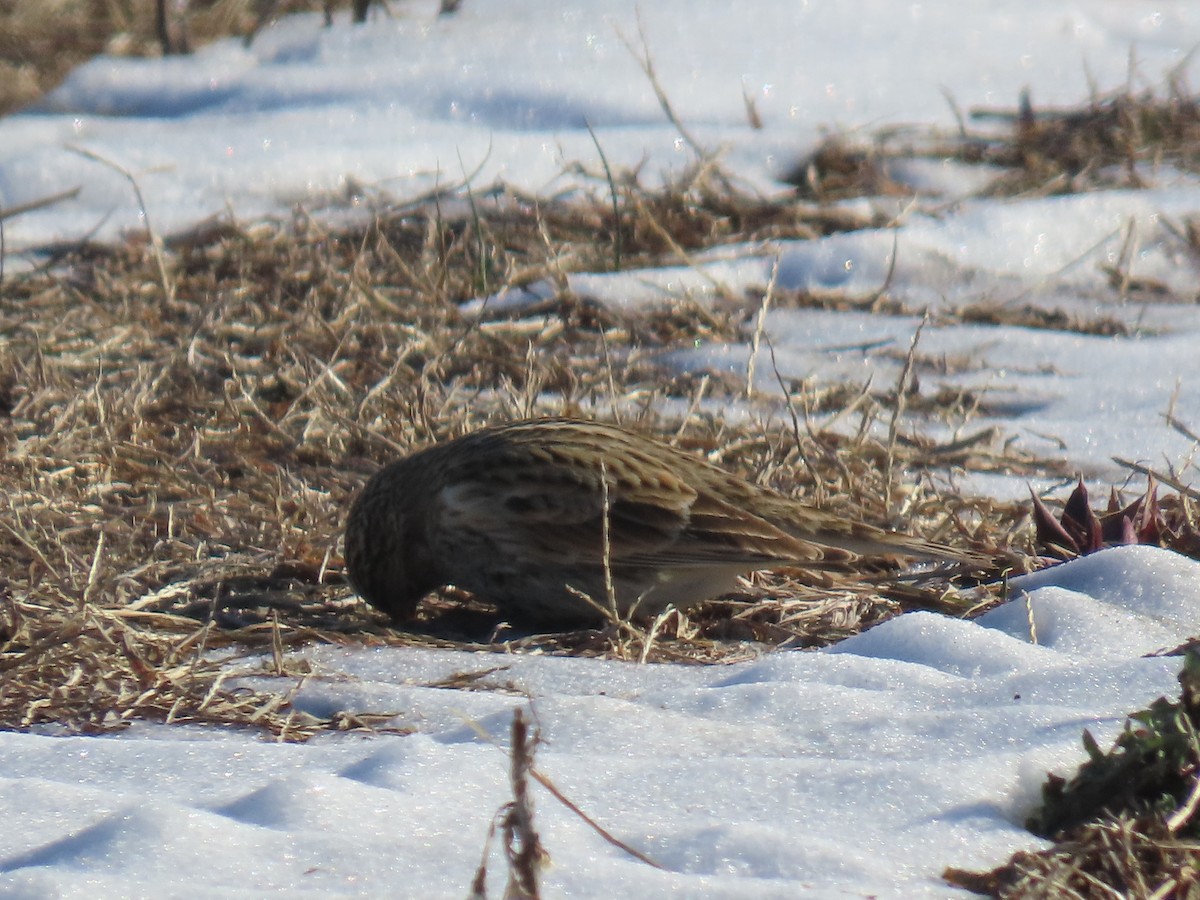 Украшенный подорожник - ML646805378