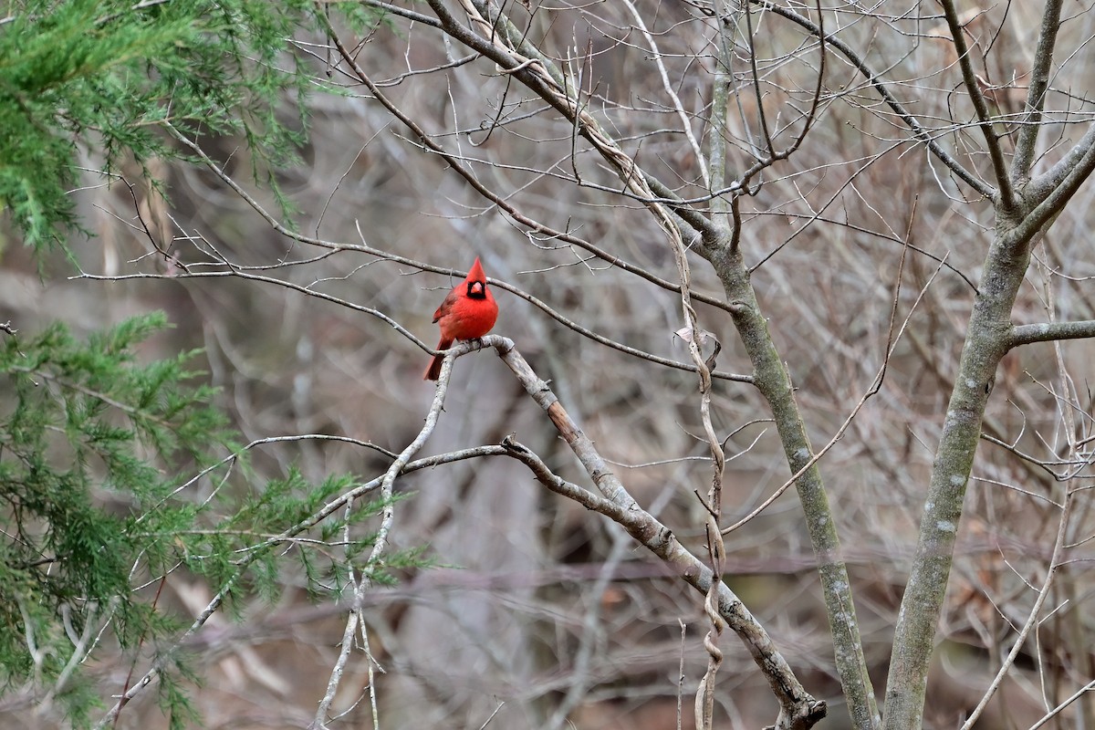 Кардинал червоний - ML646805380