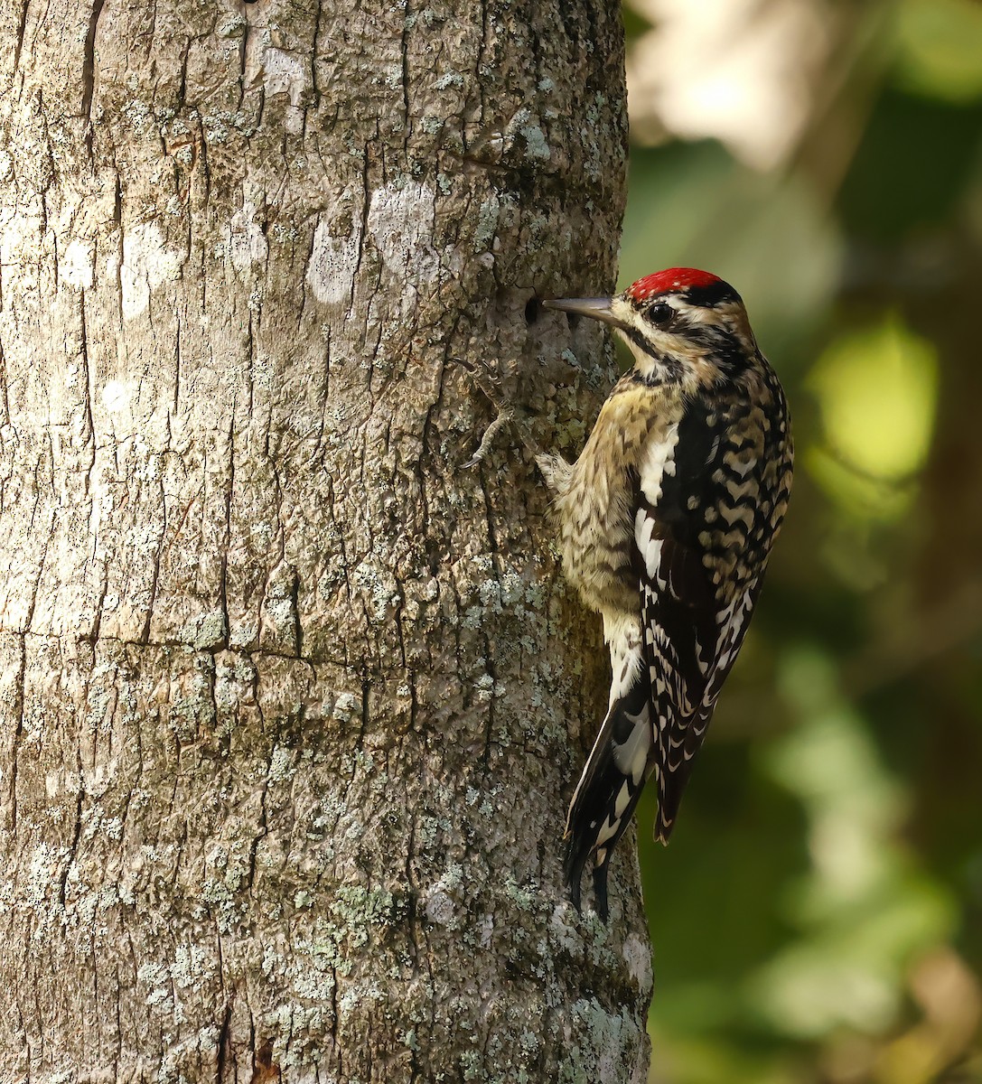 Дятел-смоктун жовточеревий - ML646805381