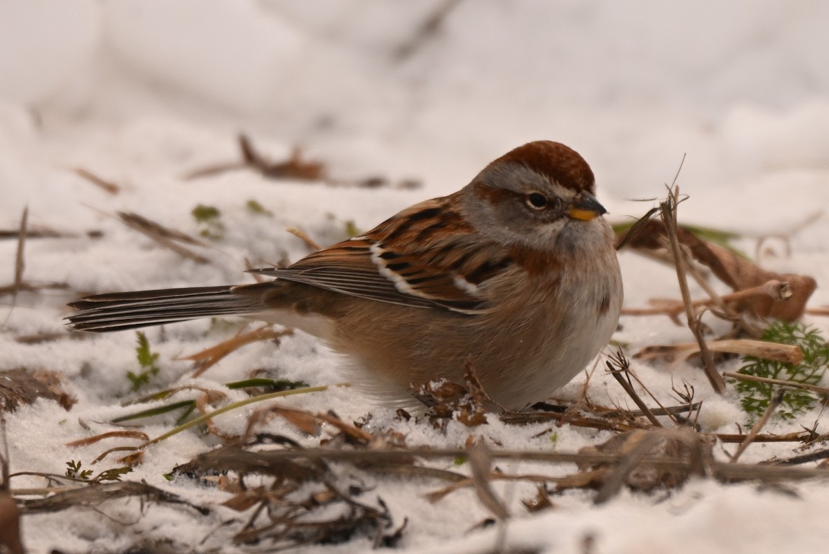Пасовник північний - ML646805382