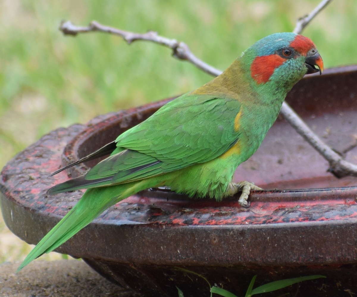Лорікет-нектароїд червонолобий - ML646805384