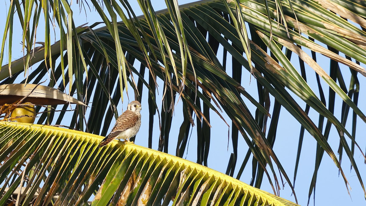 Боривітер американський - ML646805385