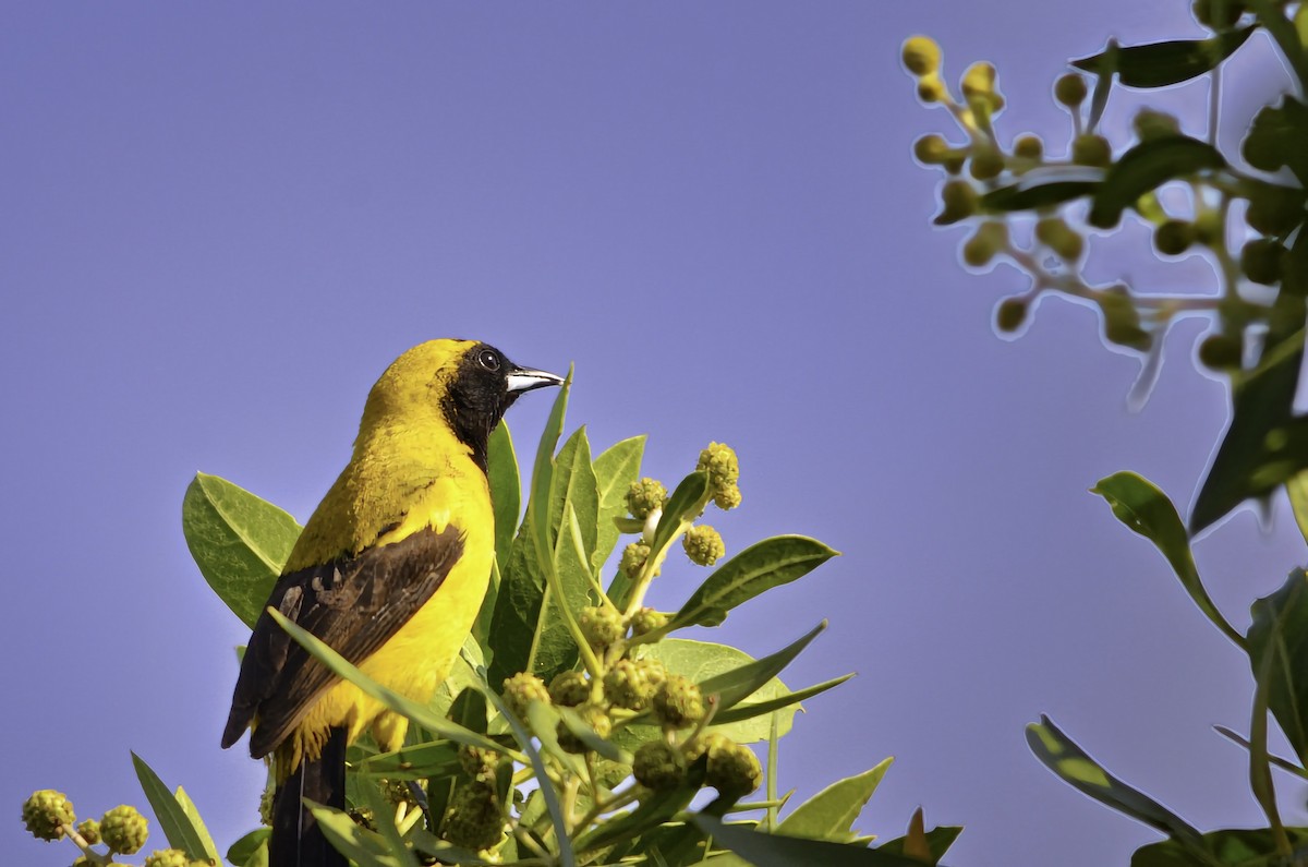 Трупіал чорнокрилий - ML646805386