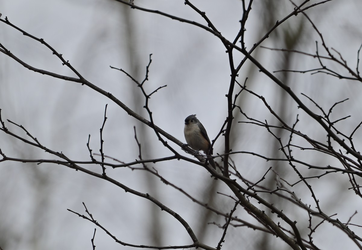 Синиця гострочуба - ML646805388