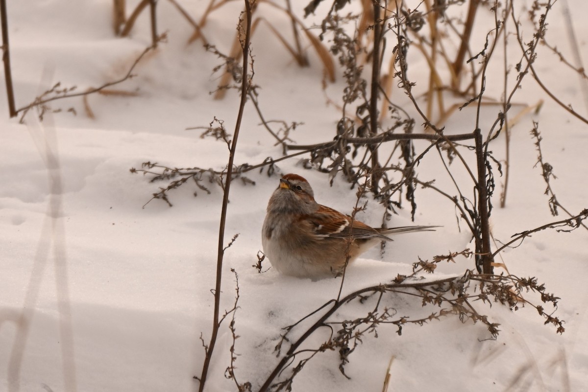 Пасовник північний - ML646805390