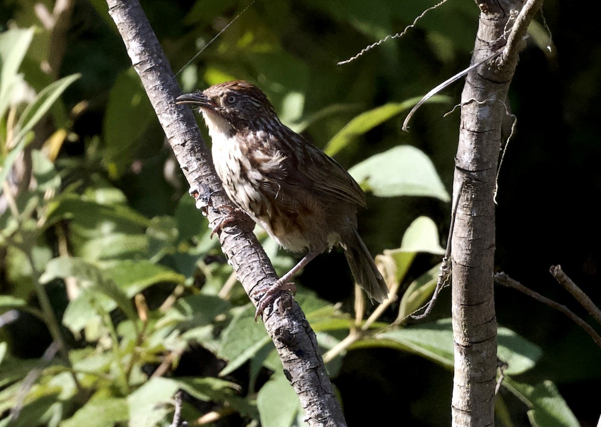 Бабакс китайський - ML646805391