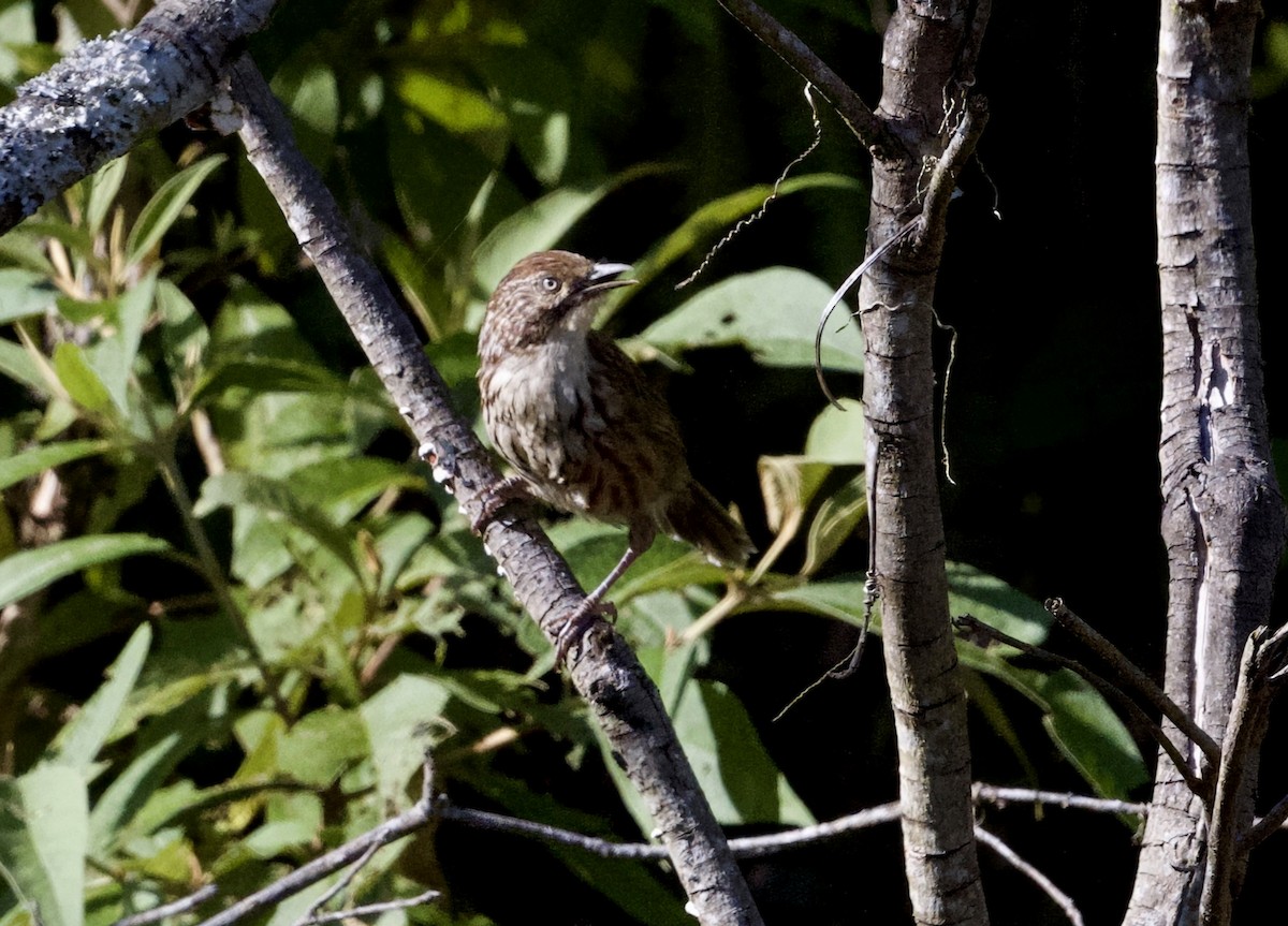 Бабакс китайський - ML646805392