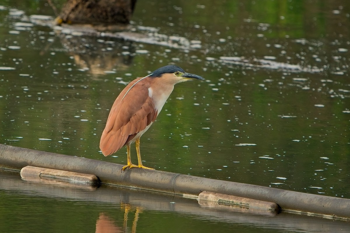 Квак каледонський - ML646805395