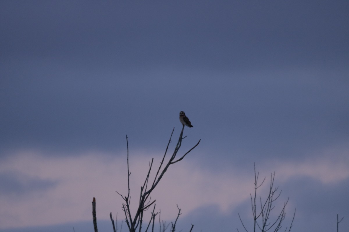 Сова болотяна - ML646805396