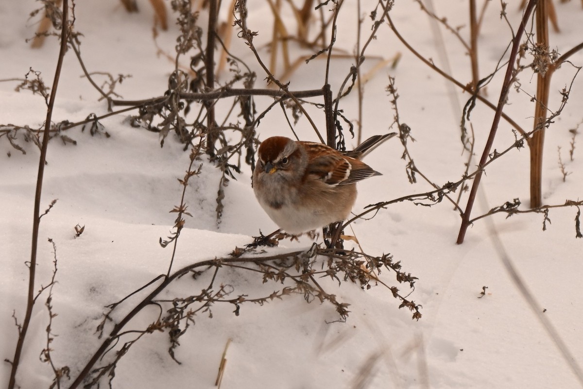 Пасовник північний - ML646805397