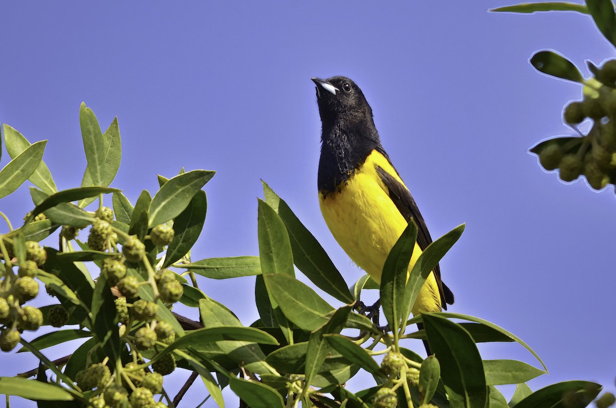 Трупіал банановий - ML646805398