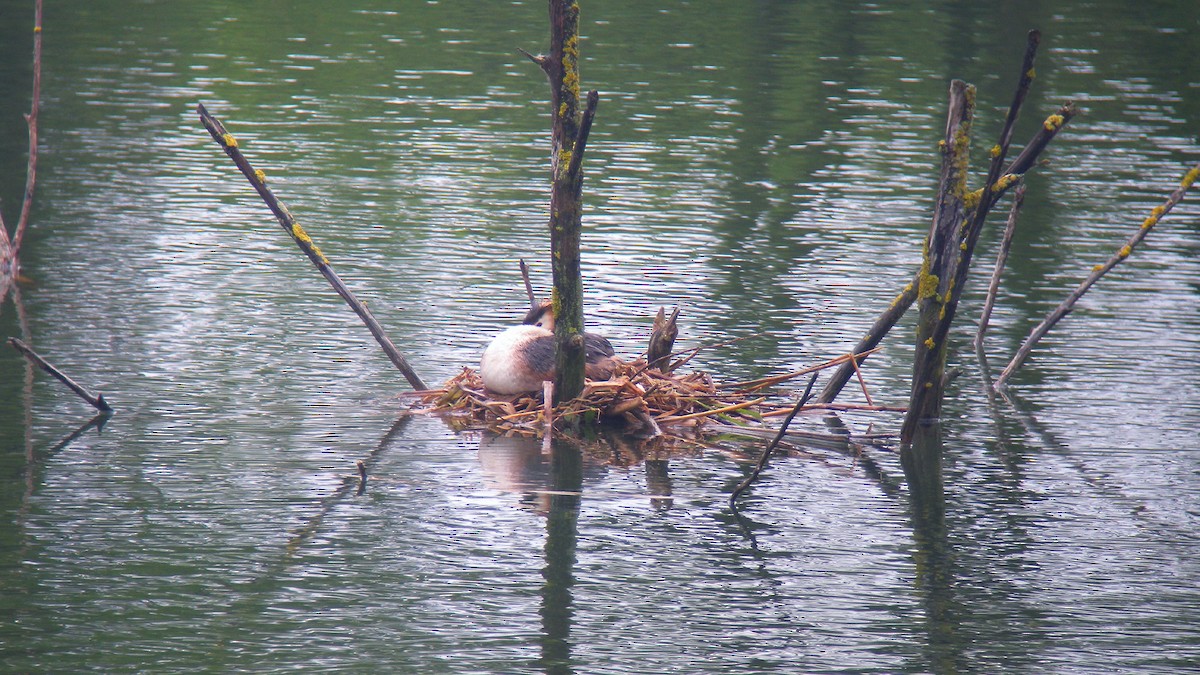 Пірникоза велика - ML646805400