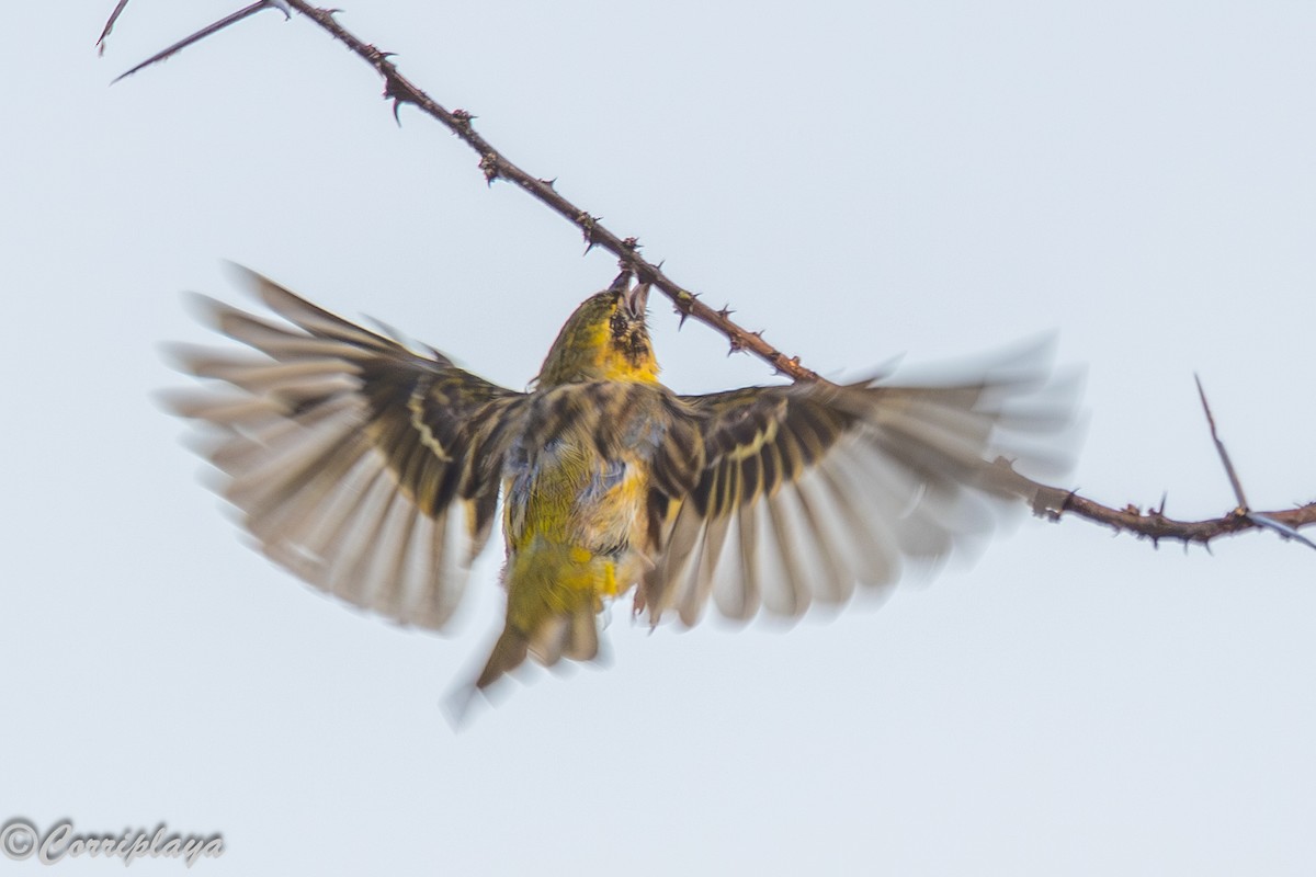 Ткачик малий - ML646805401