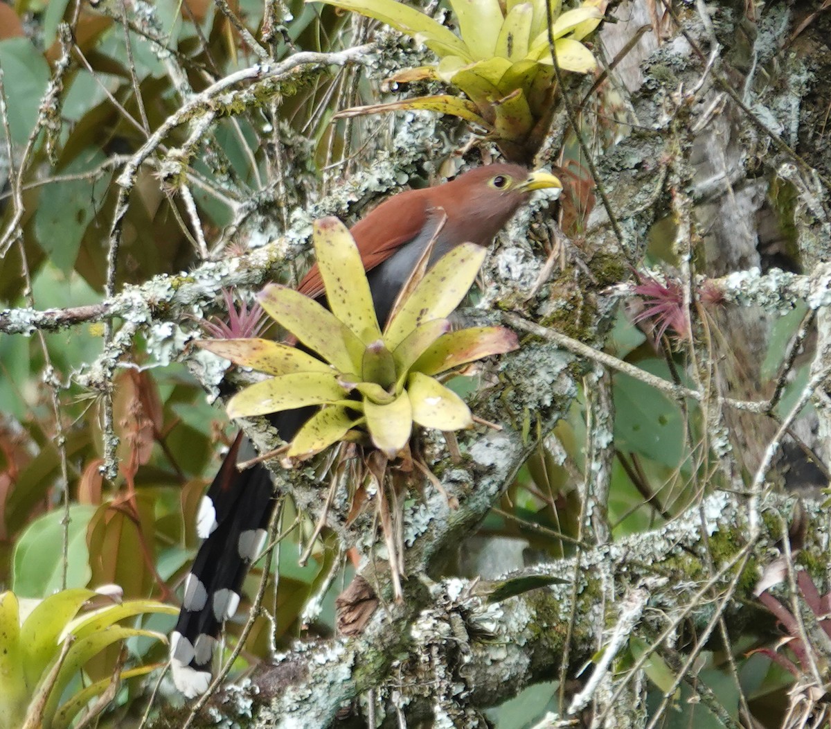 Common Squirrel-Cuckoo - ML646805402
