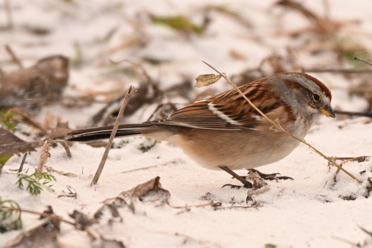 Пасовник північний - ML646805404
