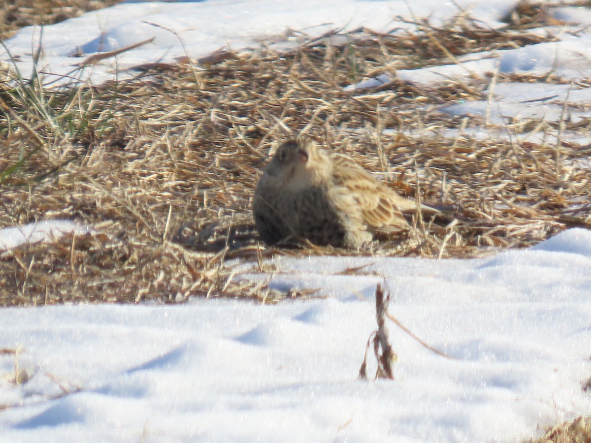 Украшенный подорожник - ML646805408