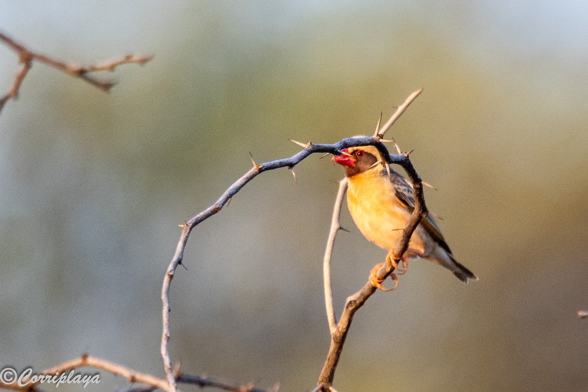 Red-billed Quelea - ML646805409