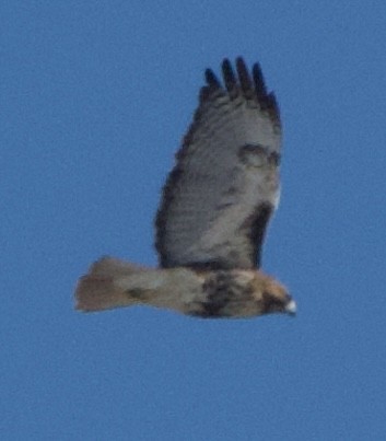 Busardo Colirrojo - ML646805410