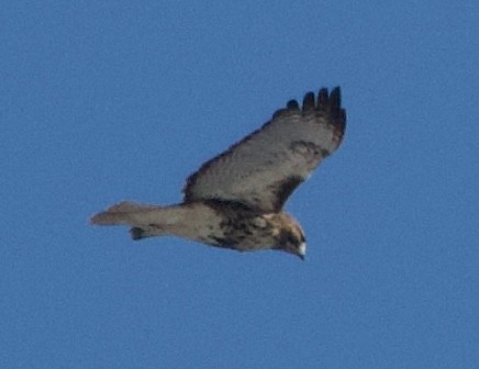 Busardo Colirrojo - ML646805411