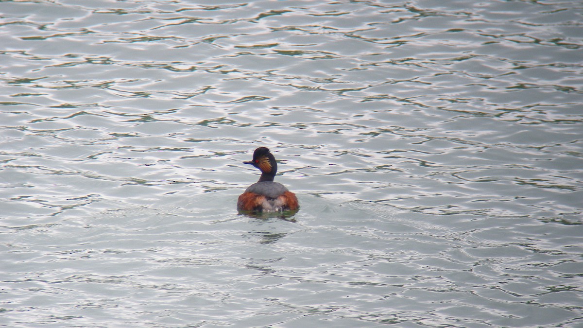 Grèbe à cou noir - ML646805414