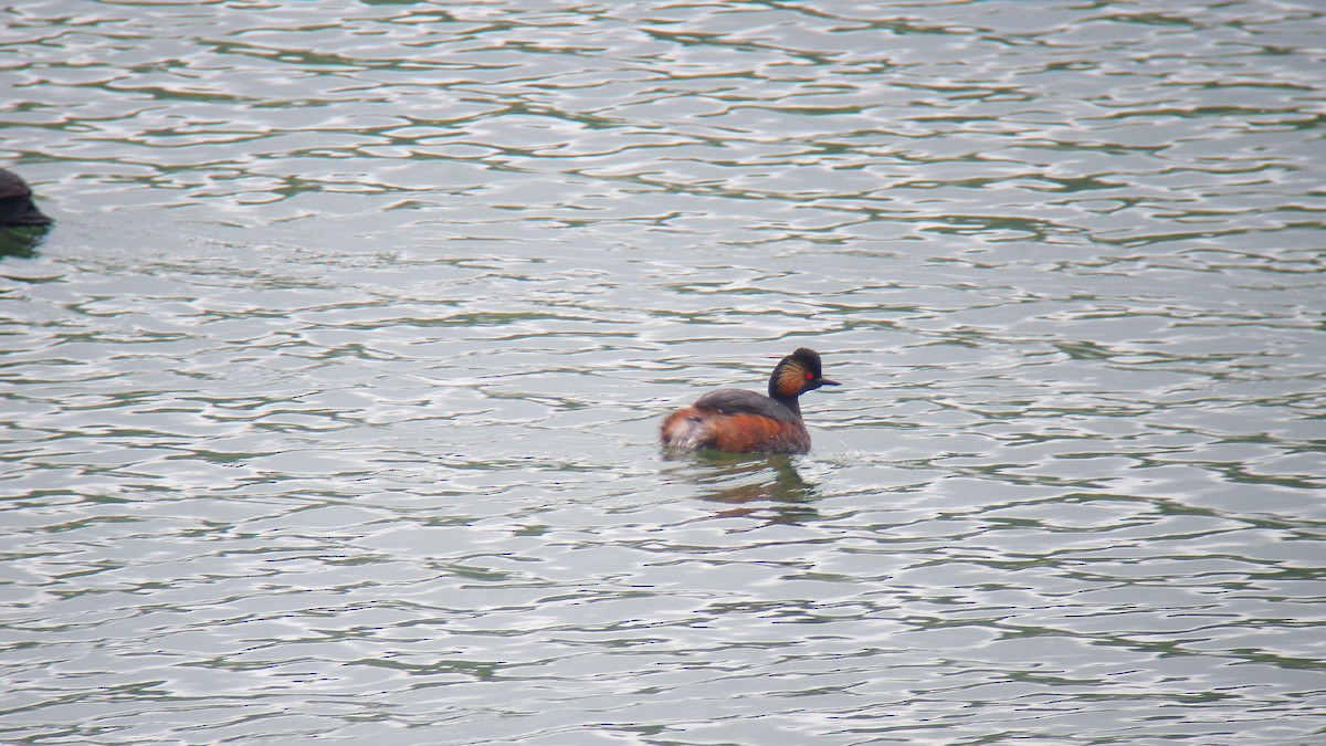 Grèbe à cou noir - ML646805415