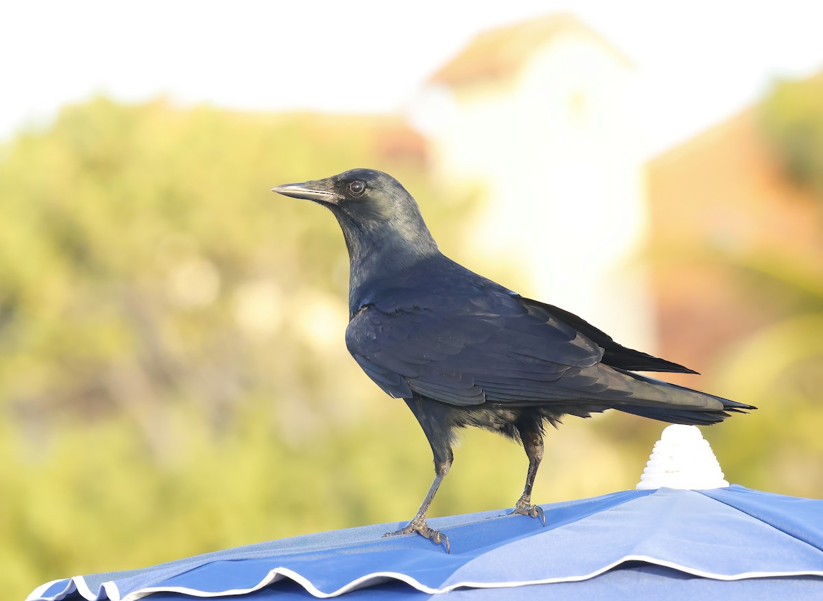 Ворона берегова - ML646805417