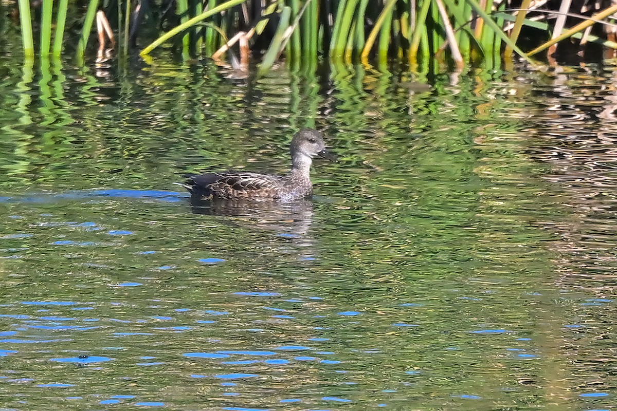 Boz Ördek - ML646805418