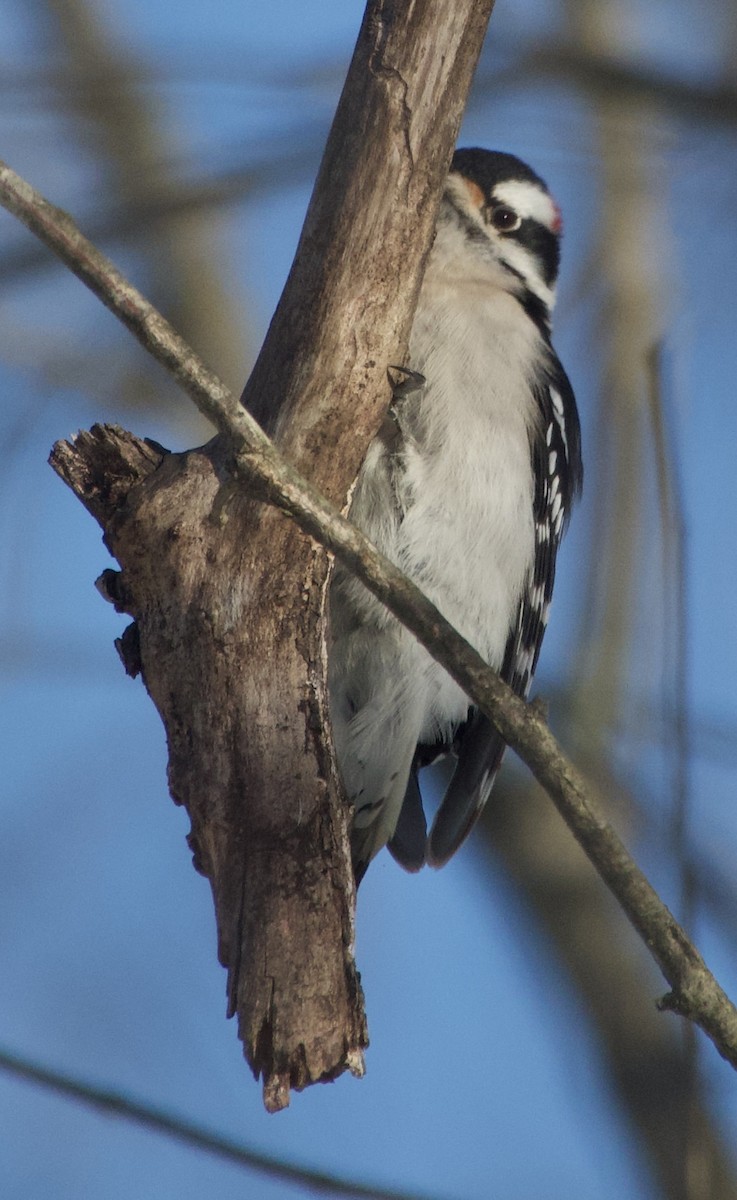 Pico Pubescente - ML646805420