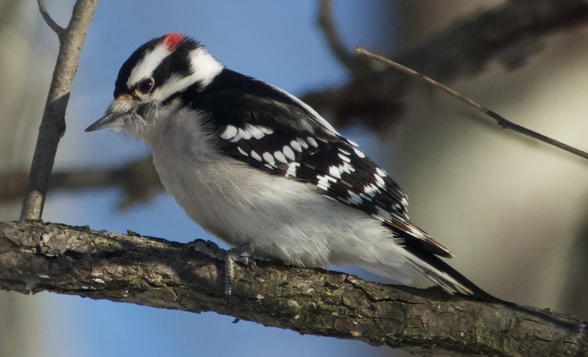 Pico Pubescente - ML646805421