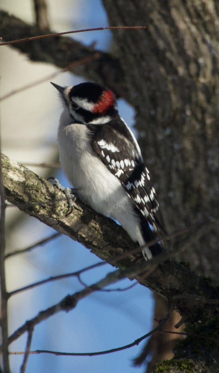 Pico Pubescente - ML646805423