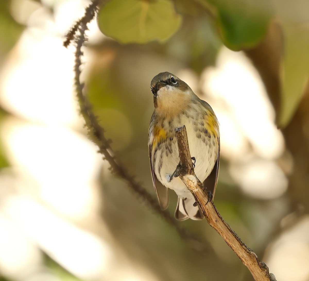 Пісняр-лісовик жовтогузий - ML646805426