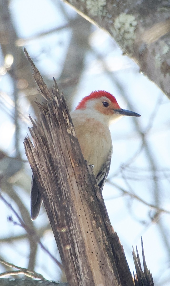 Carpintero de Carolina - ML646805429