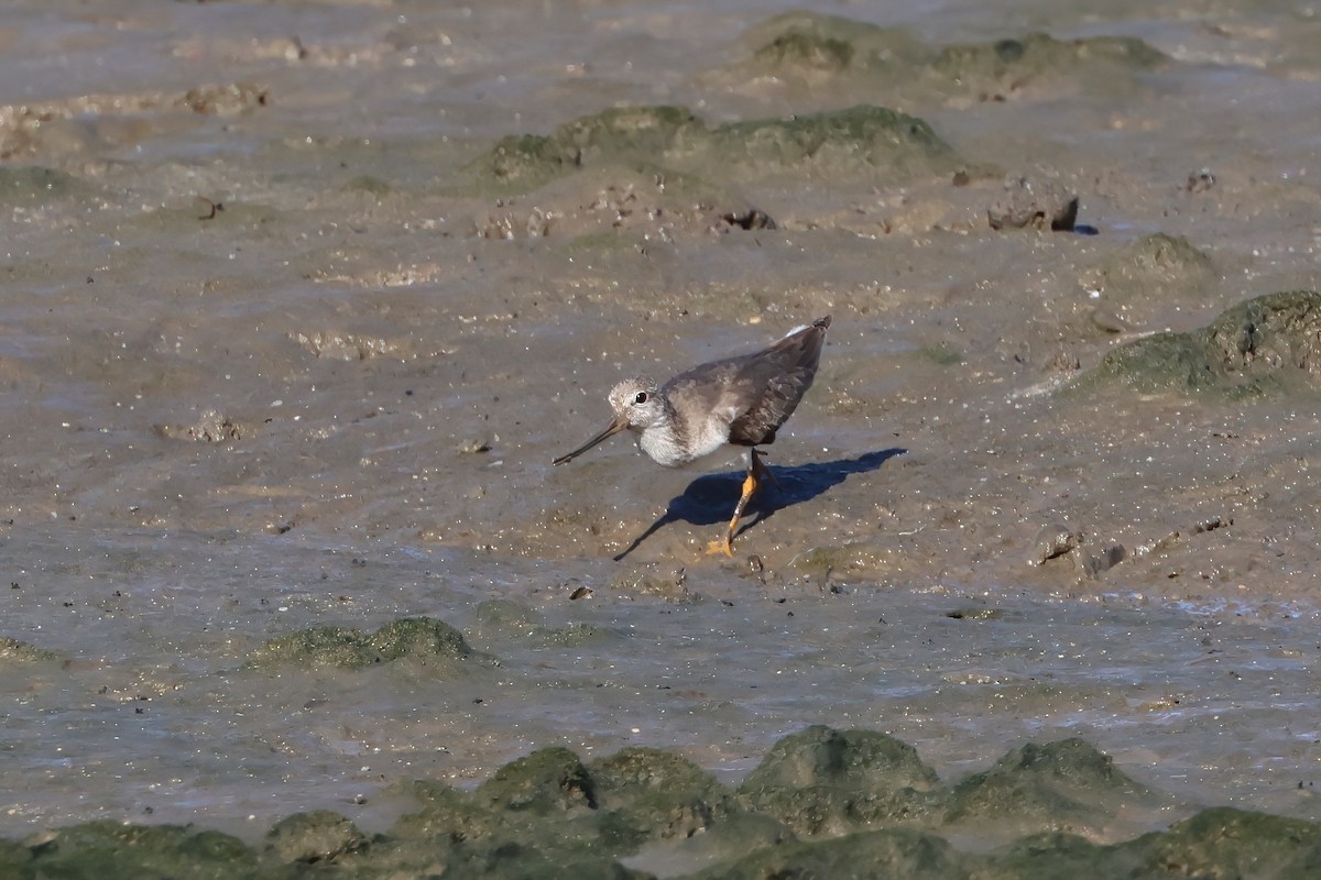 Terek Sandpiper - ML646805430