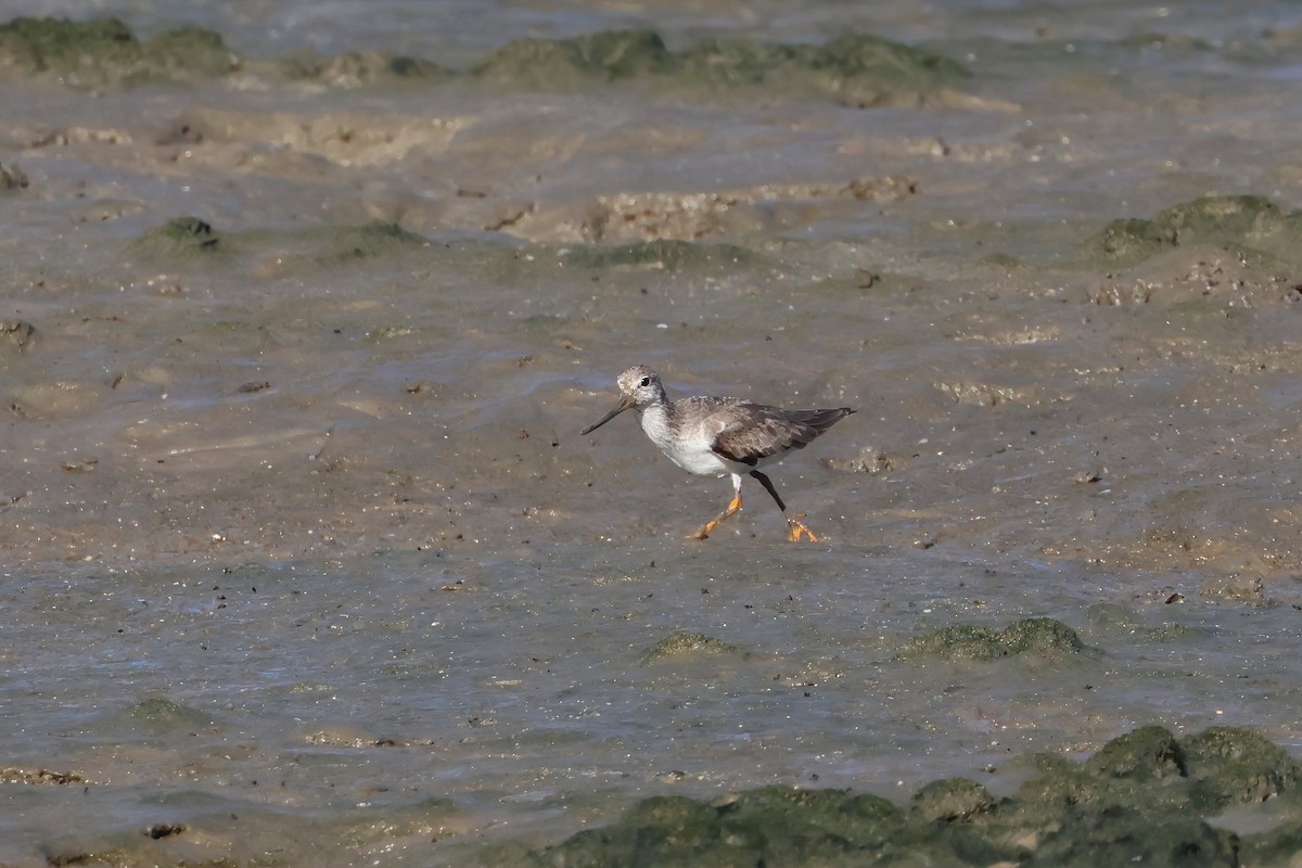 Terek Sandpiper - ML646805431