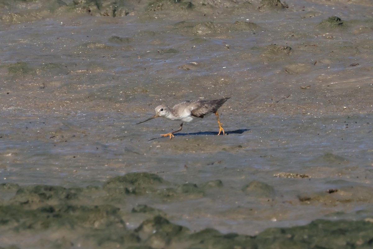 Terek Sandpiper - ML646805432