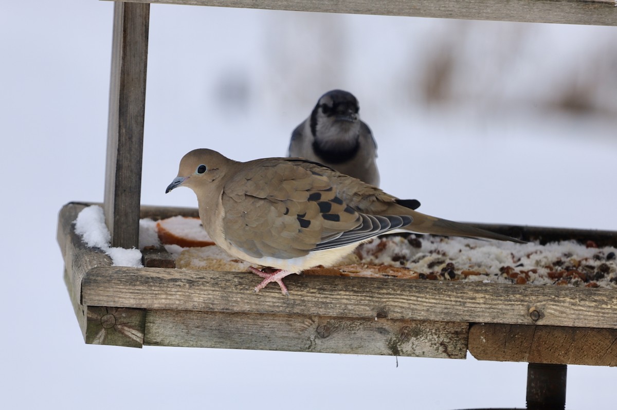 Mourning Dove - ML646805433