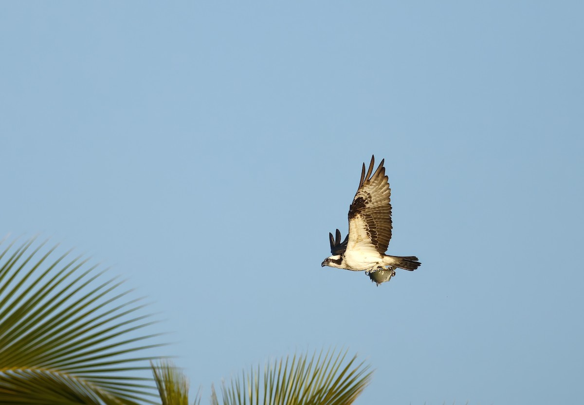 Скопа західна - ML646805438