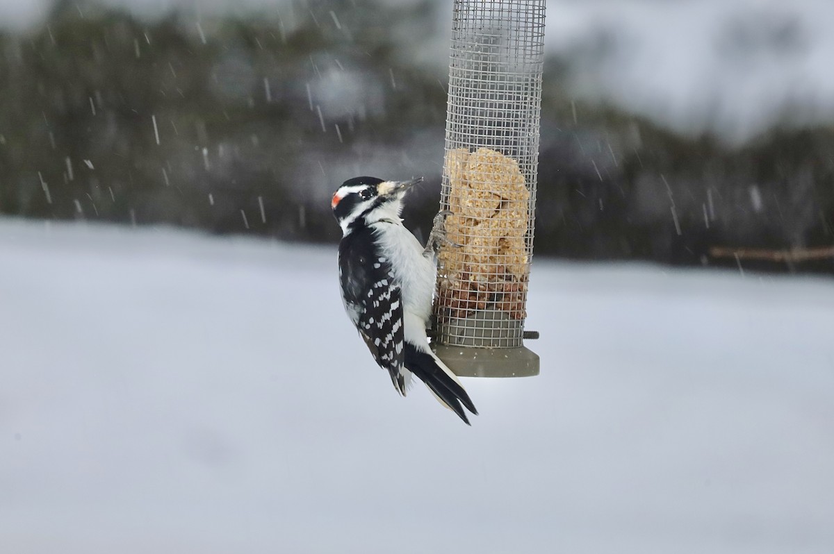 Hairy Woodpecker - ML646805441