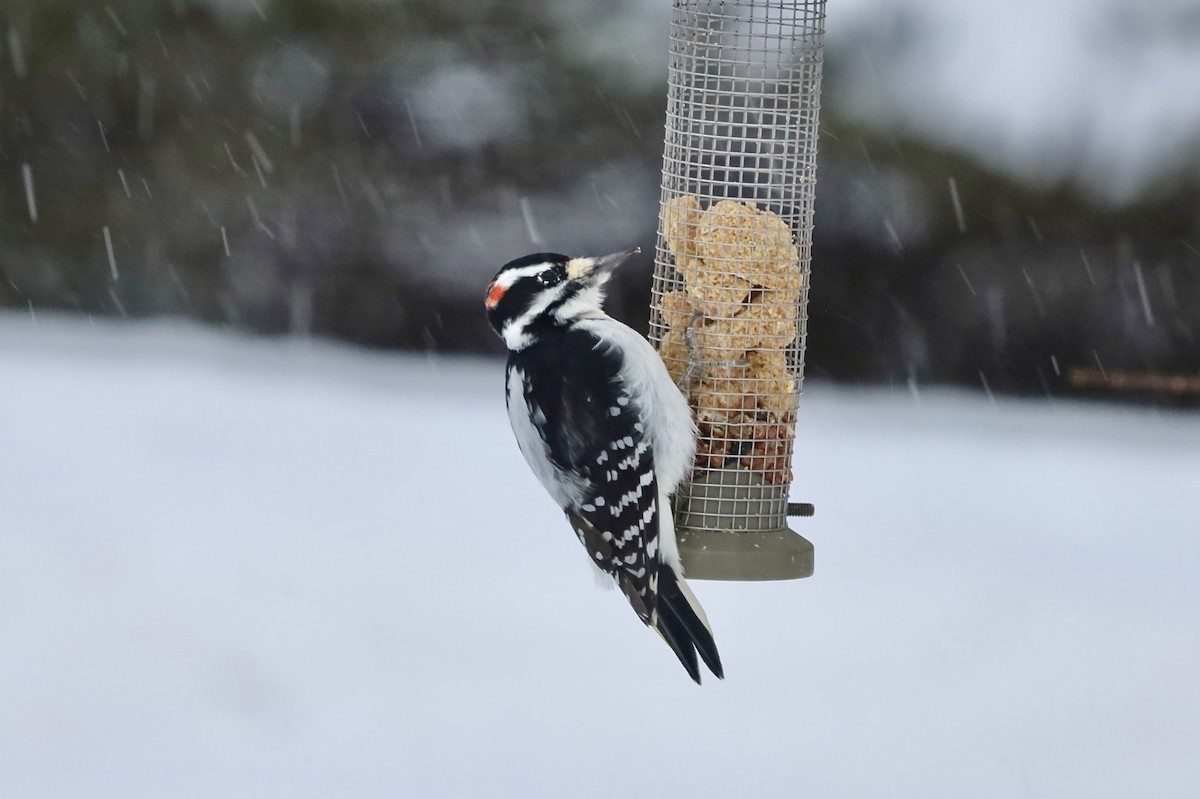 Hairy Woodpecker - ML646805442