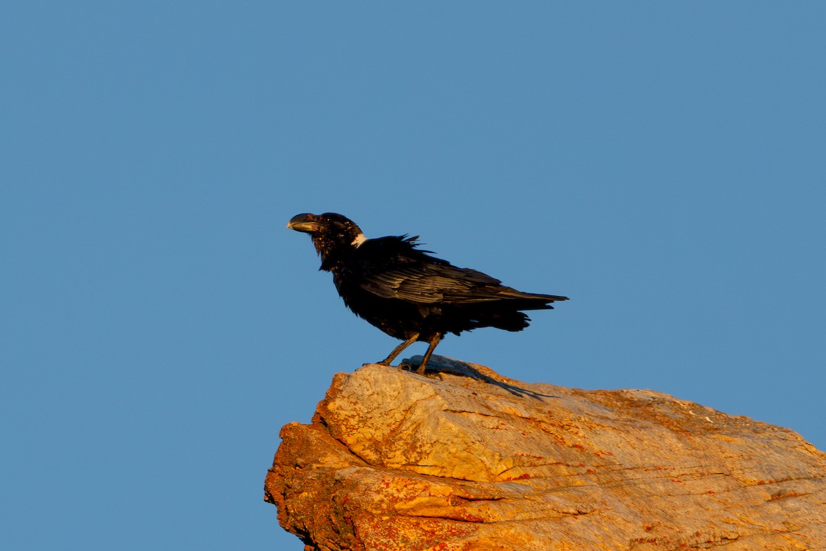 White-necked Raven - ML646805444