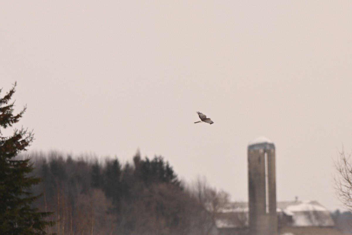 זרון אמריקני - ML646805445