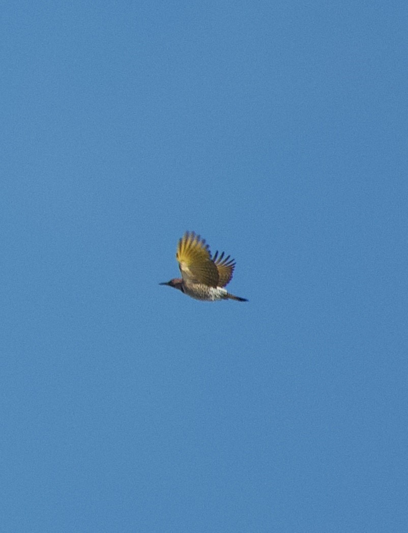 Carpintero Escapulario - ML646805446