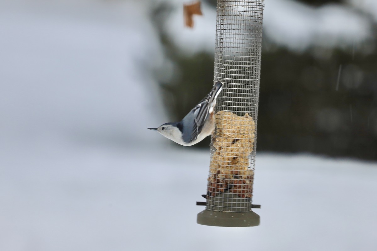 White-breasted Nuthatch - ML646805447