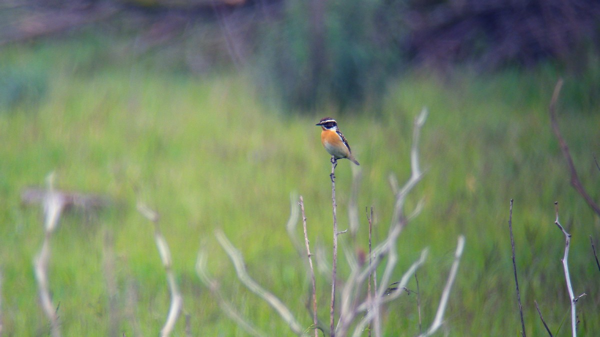 Whinchat - ML646805448