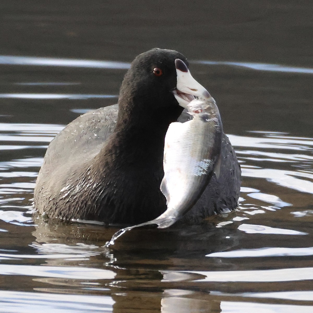 American Coot - ML646805450